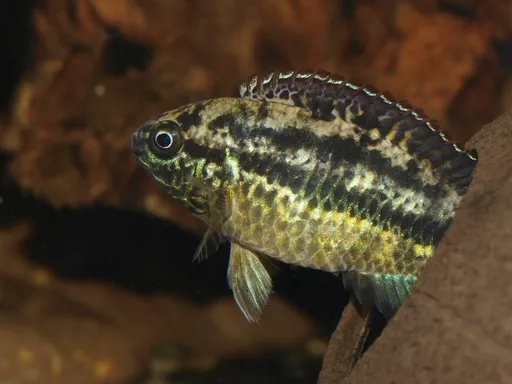 Golden dwarf cichlid (Nannacara anomala)