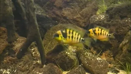 Golden dwarf convict (Amatitlania nanolutea)