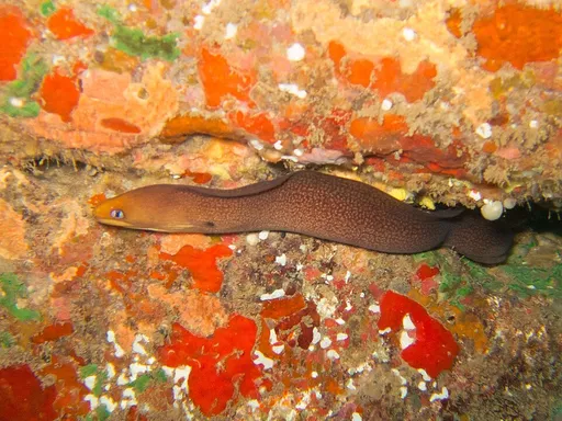 Golden Dwarf Moray (Gymnothorax melatremus)
