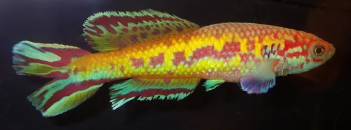 Golden pheasant (Callopanchax occidentalis)