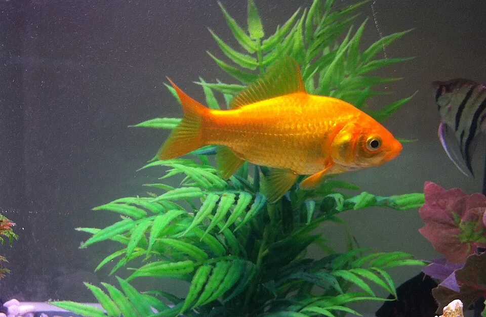 Goldfish (Carassius auratus)