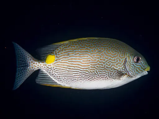Goldline Rabbitfish (Siganus lineatus)