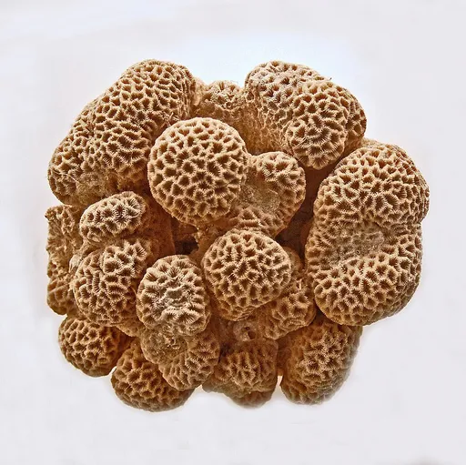 Honeycomb Coral (Goniastrea)