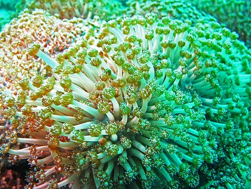 Short-Polyp Flowerpot Coral (Goniopora columna)