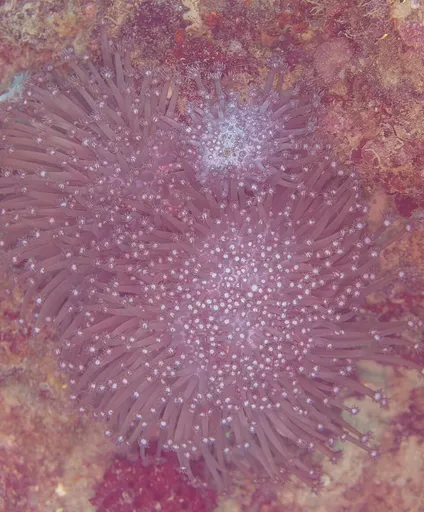Long-Polyp Flowerpot Coral (Goniopora stokesi)