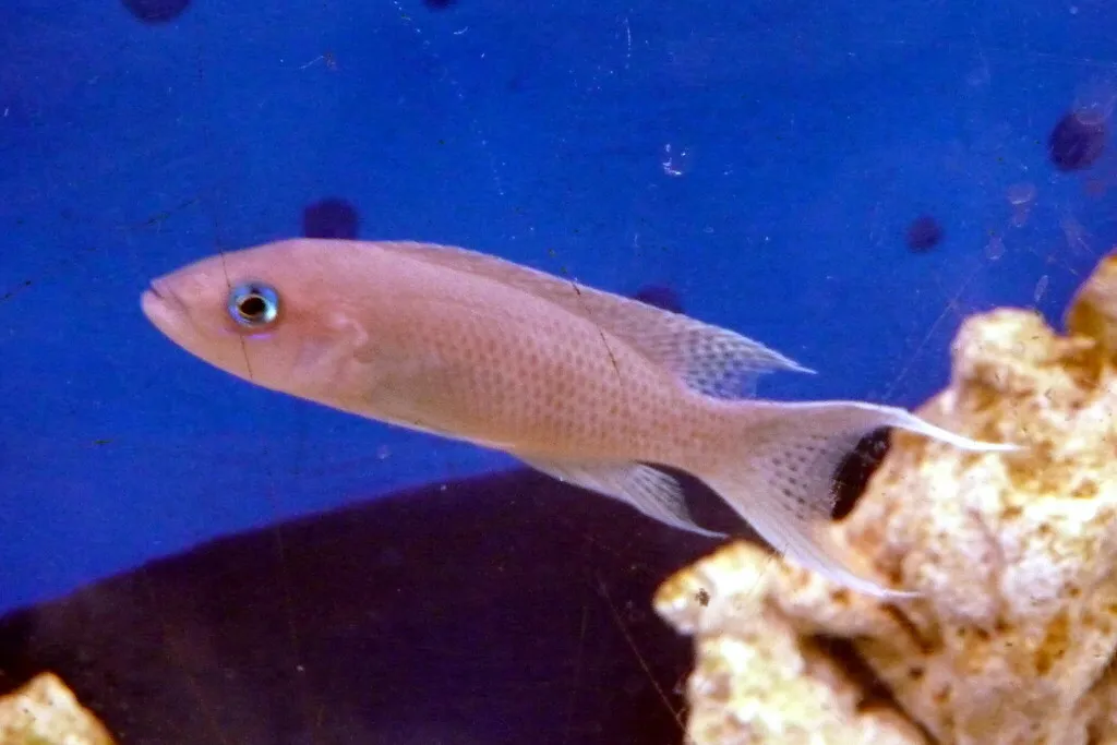 Graceful lamprologus (Neolamprologus gracilis)
