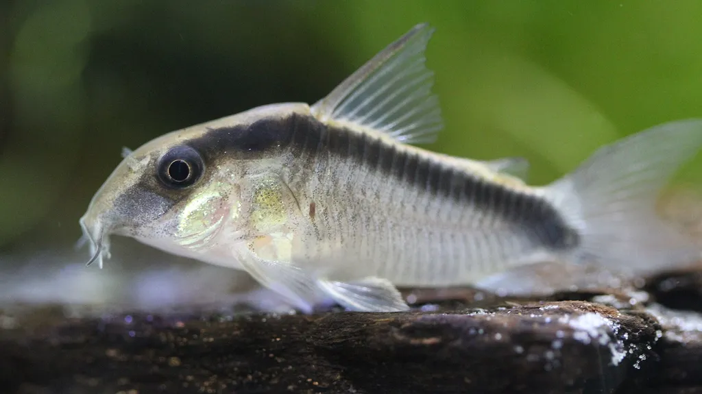 Grant's cory (Hoplisoma granti)