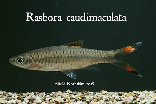 Greater scissortail (Rasbora caudimaculata)