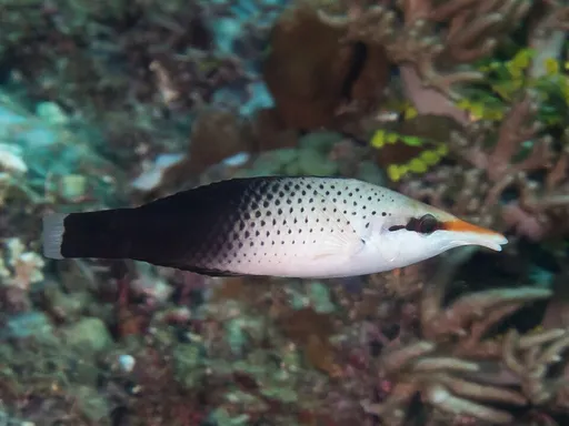Green Bird Wrasse (Gomphosus varius)