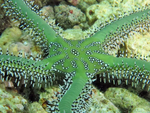 Green Brittle Star (Ophiarachna incrassata)