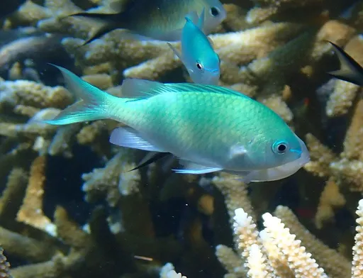 Green Chromis (Chromis viridis)