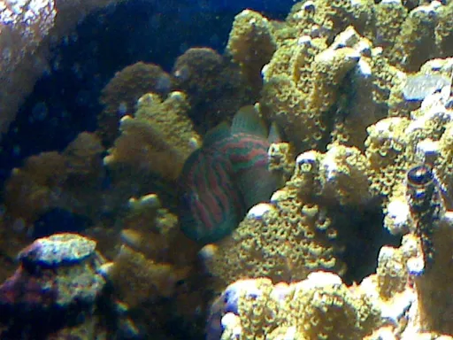 Green Clown Goby (Gobiodon histrio)