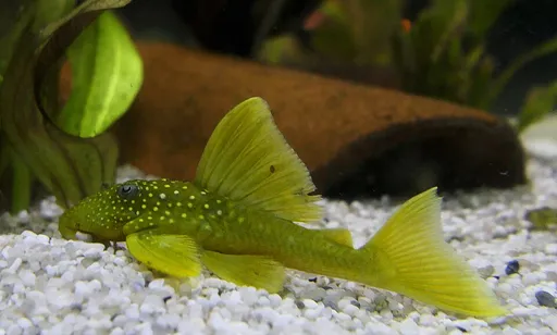 Green Phantom Pleco (L200) (Hemiancistrus subviridis)