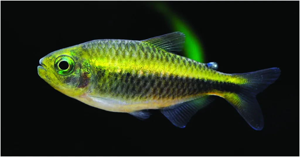 Green-eye tetra (Moenkhausia chlorophthalma)