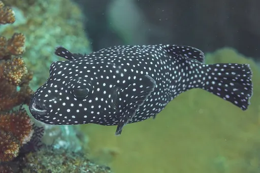 Guineafowl puffer (Arothron meleagris)