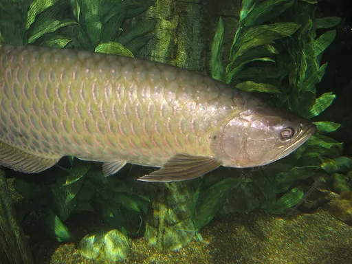 Gulf saratoga (Scleropages jardinii)