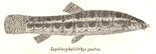 Guntea loach (Lepidocephalichthys guntea)