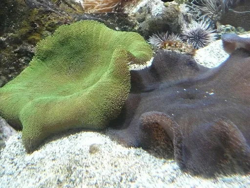 Haddon's Carpet Anemone (Stichodactyla haddoni)