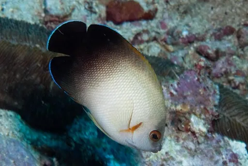Half-Black Angelfish (Centropyge vroliki)