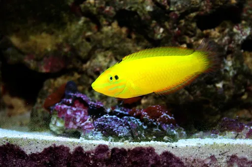 Yellow Coris Wrasse (Halichoeres chrysus)