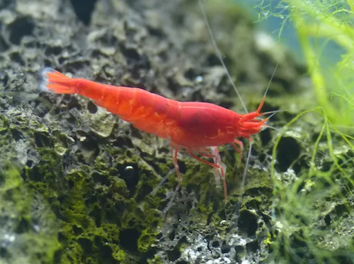 Opae ula (Halocaridina rubra)
