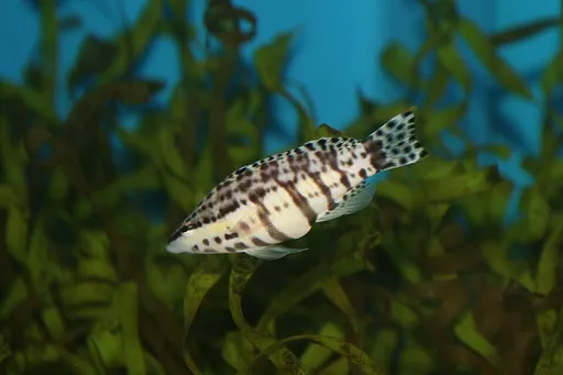 Harlequin Bass (Serranus tigrinus)