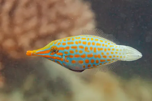 Harlequin filefish (Oxymonacanthus longirostris)