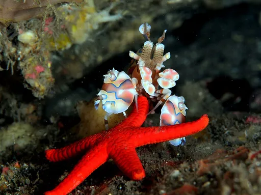Harlequin Shrimp (Hymenocera picta)