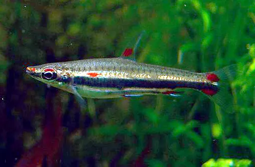Harrison's pencilfish (Nannostomus harrisoni)