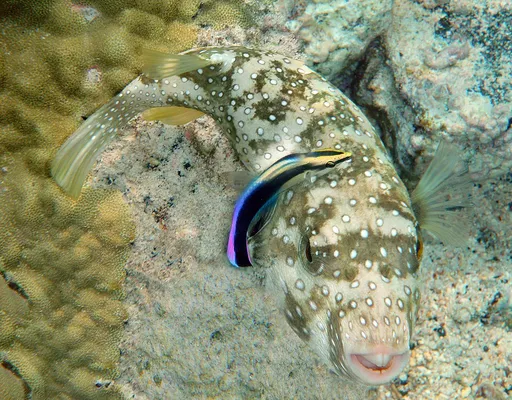 Hawaiian Cleaner Wrasse (Labroides phthirophagus)