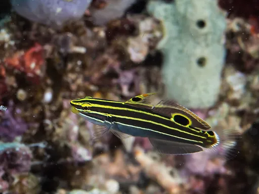 Hector's Goby (Koumansetta hectori)