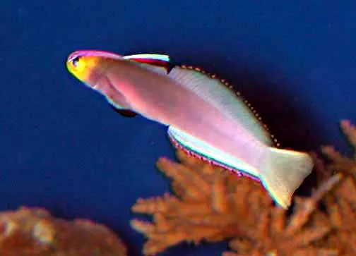 Helfrich's Firefish (Nemateleotris helfrichi)