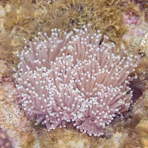 Long-Tentacle Plate Coral (Heliofungia actiniformis)