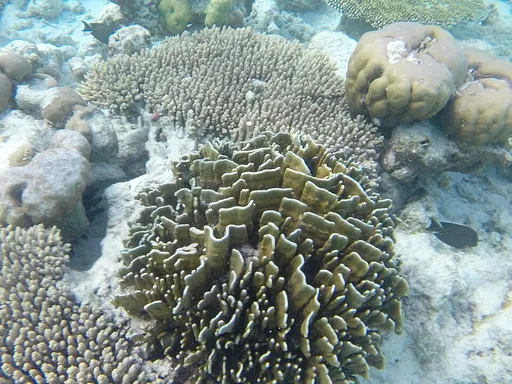 Blue Coral (Heliopora coerulea)