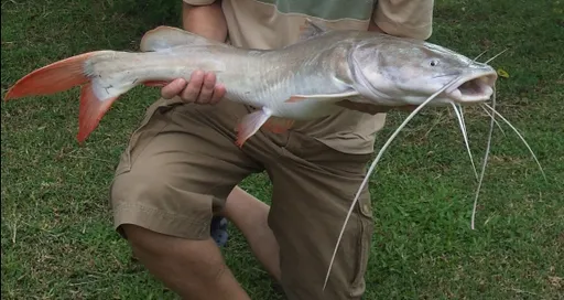 Asian redtail catfish (Hemibagrus wyckioides)