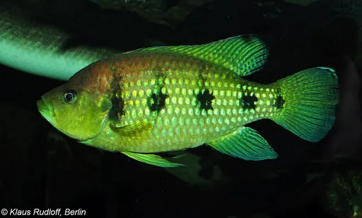 Banded jewel cichlid (Hemichromis elongatus)