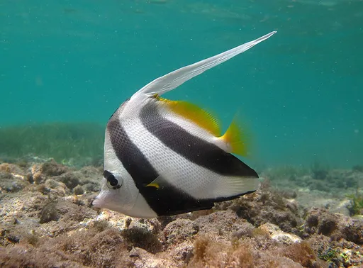 Longfin Bannerfish (Heniochus acuminatus)