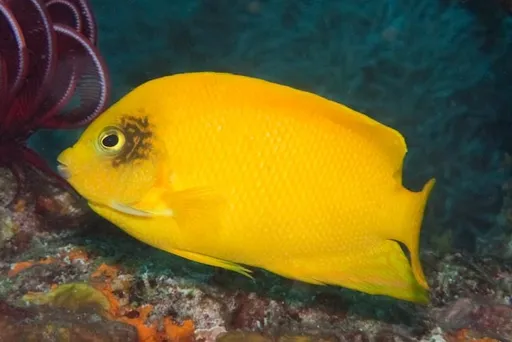 Herald's Angelfish (Centropyge heraldi)