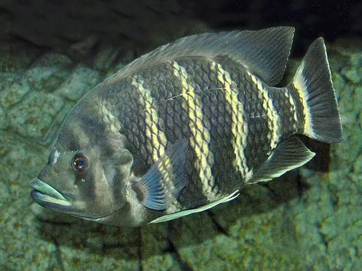 Zebra tilapia (Heterotilapia buttikoferi)