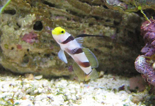 Hi-Fin Red Banded Goby (Stonogobiops nematodes)
