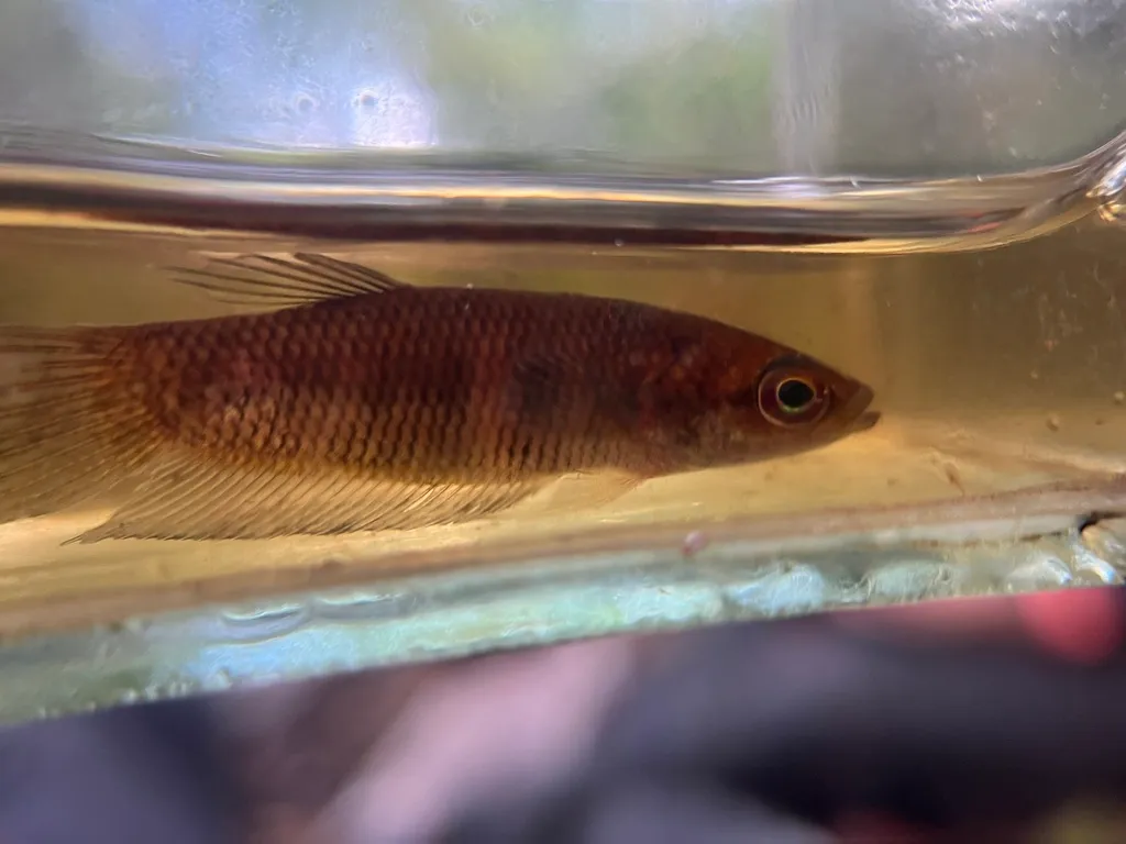Horseshoe betta (Betta hipposideros)