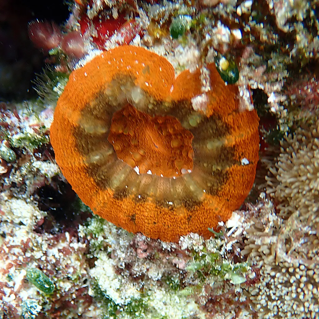 Scoly Coral (Homophyllia australis)