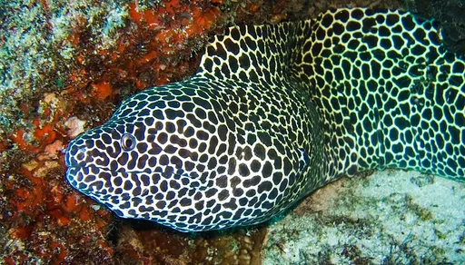 Honeycomb moray (Gymnothorax favagineus)