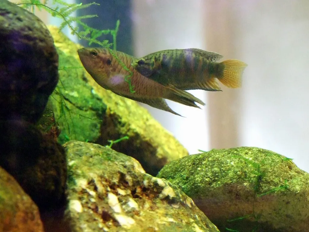 Hong Kong paradise fish (Macropodus hongkongensis)