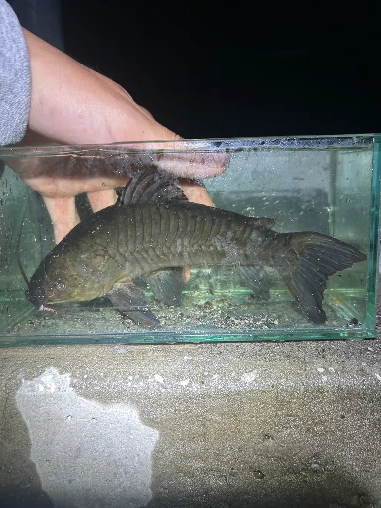 Hoplo catfish (Hoplosternum littorale)
