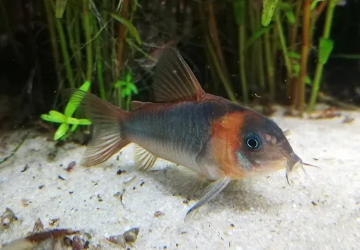 Horseman cory (Corydoras eques)