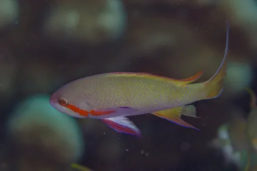 Huchtii Anthias (Pseudanthias huchtii)