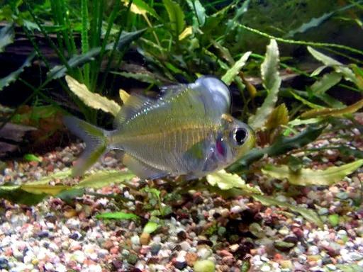 Humphead glassfish (Parambassis pulcinella)