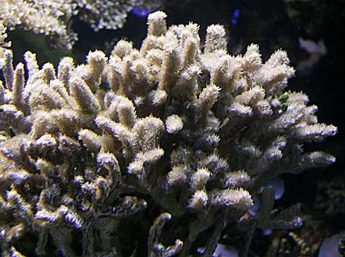 Velvet Horn Coral (Hydnophora rigida)