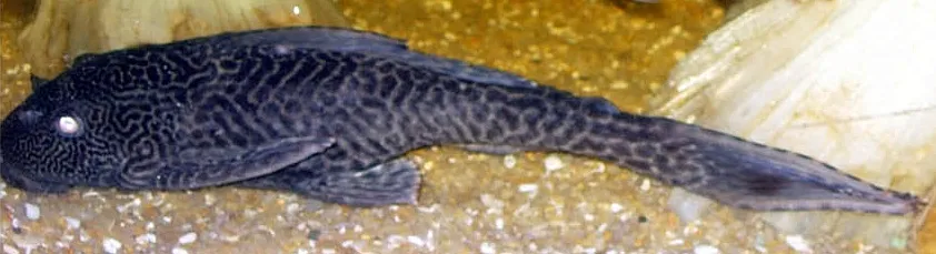Spotted pleco (Hypostomus punctatus)